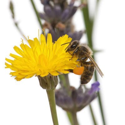 Biene an einer Blüte